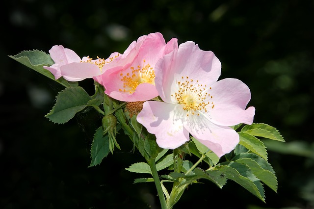 wild-rose-fleur-de-Bach-06
